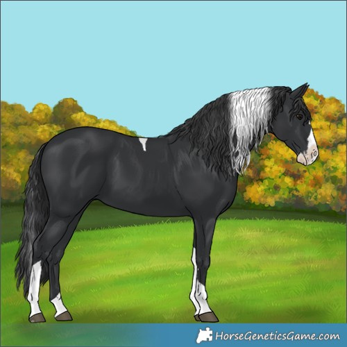 Horse Color:Unknown 