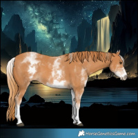 Horse Color:White Spotted Chestnut