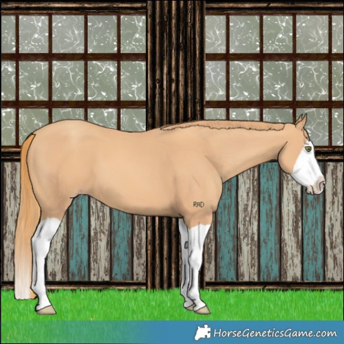 Horse Color:Gold Champagne Splash 