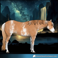 Horse Color:White Spotted Chestnut