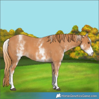 Horse Color:White Spotted Chestnut