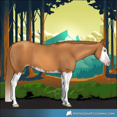 Horse Color:Gray Gold Champagne Splash 