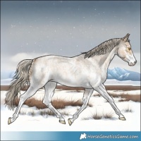 Horse Color:Chocolate Palomino Roan Dun Sabino