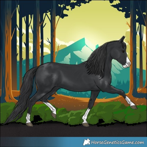 Horse Color:Black Splash 