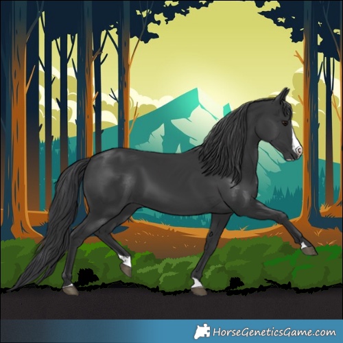 Horse Color:Black Splash 