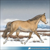 Horse Color:Chocolate Palomino Dun