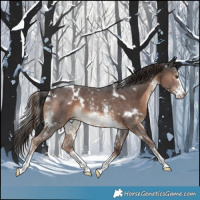 Horse Color:White Spotted Liver Chestnut Sabino