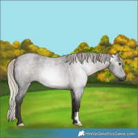 Horse Color:Gray Silver Blue Roan 