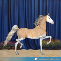 Horse Color:Palomino Roan Splash