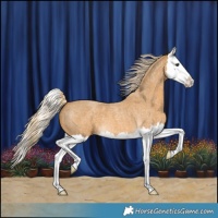 Horse Color:Palomino Roan Splash 