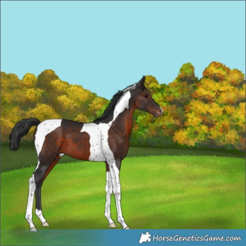 Horse Color:Brown Tobiano Varnish 