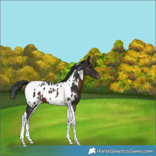 Horse Color:Brown Tobiano Appaloosa 