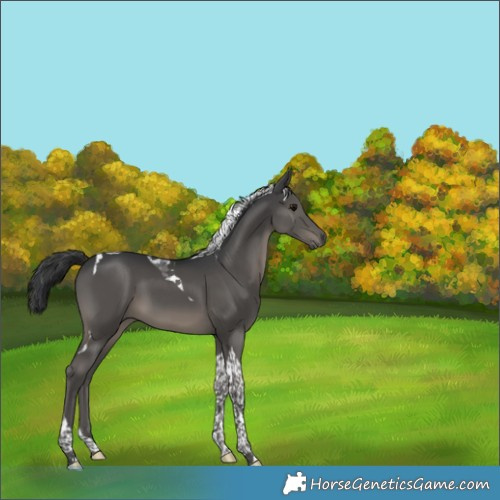 Horse Color:Black Tobiano 