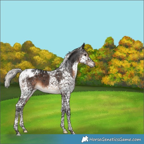 Horse Color:Gray Silver Brown Splash Tobiano Appaloosa 