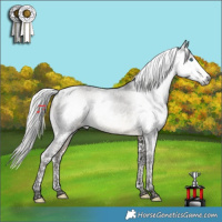 Horse Color:Gray Silver Buckskin Splash Tobiano Varnish 