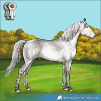 Horse Color:Gray Silver Buckskin Splash Tobiano Appaloosa