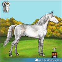 Horse Color:Gray Silver Buckskin Splash Tobiano Appaloosa