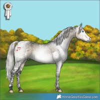 Horse Color:Gray Silver Buckskin Splash Tobiano Appaloosa