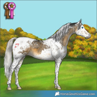 Horse Color:Gray Silver Buckskin Splash Tobiano Appaloosa