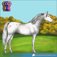 Horse Color:Gray Silver Buckskin Splash Tobiano Appaloosa 