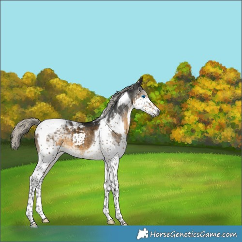 Horse Color:Gray Silver Buckskin Splash Tobiano Appaloosa 