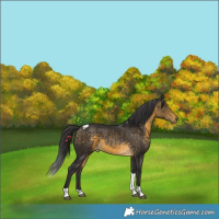 Horse Color:Buckskin Tobiano
