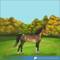 Horse Color:Buckskin Tobiano