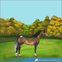 Horse Color:Buckskin Tobiano 