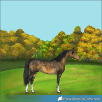 Horse Color:Buckskin Tobiano Rabicano 