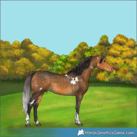Horse Color:White Spotted Buckskin Tobiano Rabicano