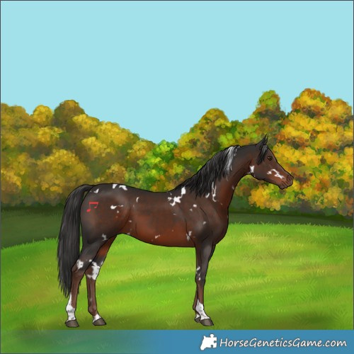 Horse Color:White Spotted Liver Chestnut Tobiano 