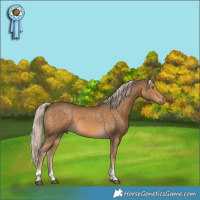 Horse Color:Chocolate Palomino Tobiano