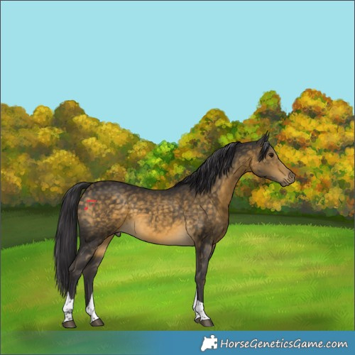 Horse Color:Buckskin Tobiano Rabicano 