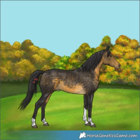 Horse Color:Buckskin Tobiano Rabicano