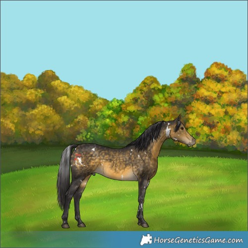 Horse Color:White Spotted Buckskin 