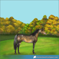Horse Color:White Spotted Buckskin 