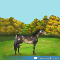 Horse Color:White Spotted Buckskin 