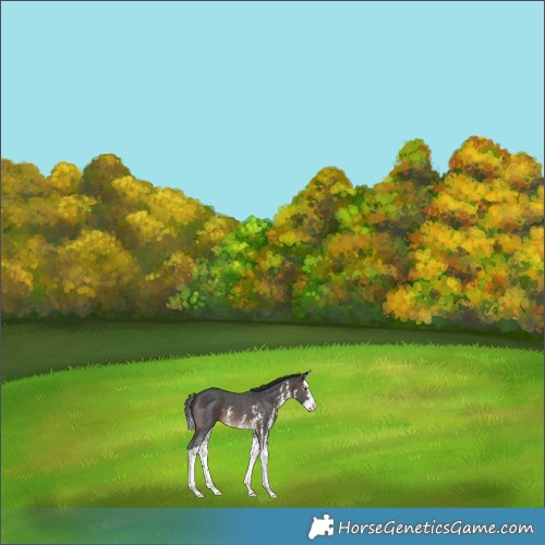 Horse Color:Brown Sabino Splash 