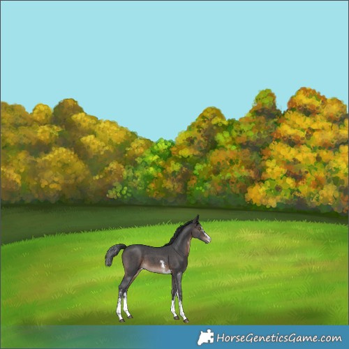 Horse Color:Brown Sabino