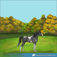 Horse Color:Brown Sabino Tobiano