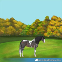 Horse Color:Brown Sabino Tobiano