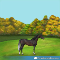 Horse Color:Brown Tobiano 