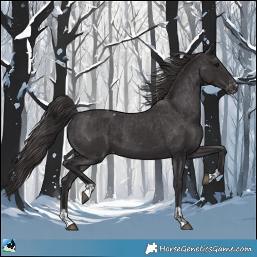 Horse Color:Smoky Black  and Smoky Black Appaloosa 