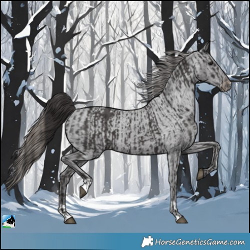 Horse Color:Smoky Black  and Smoky Black Appaloosa 