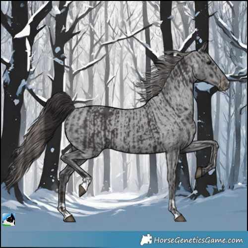 Horse Color:Smoky Black  and Smoky Black Appaloosa 