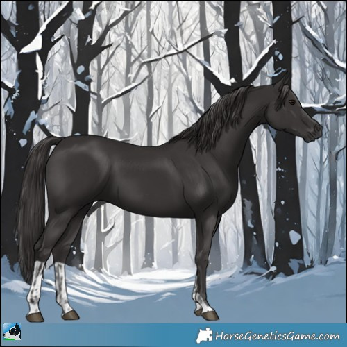 Horse Color:Smoky Black and Smoky Black