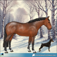 Horse Color:Bay 