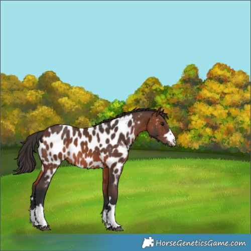 Horse Color:Brown Near Leopard 
