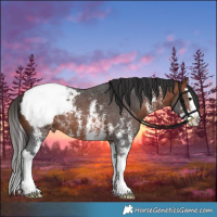 Horse Color:Brown Sabino Splash Snowcap 