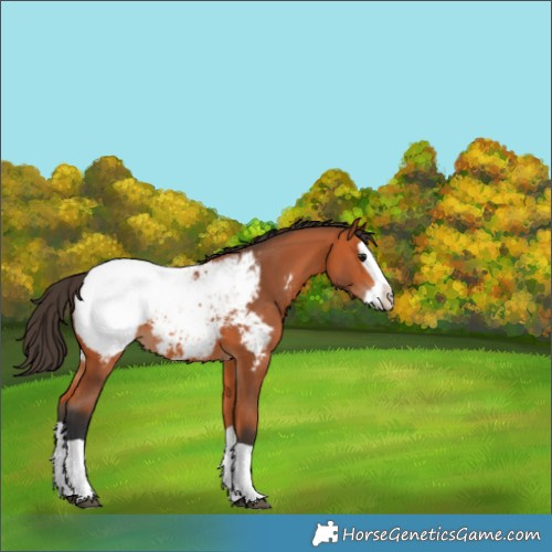 Horse Color:Bay Splash Appaloosa 